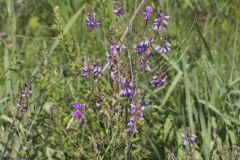 Showy Tick-trefoil, Desmodium canadense