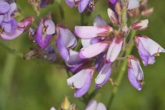 Showy Tick-trefoil, Desmodium canadense