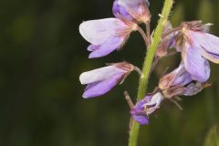 Showy Tick-trefoil, Desmodium canadense