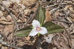 Showy Trillium, Trillium undulatum