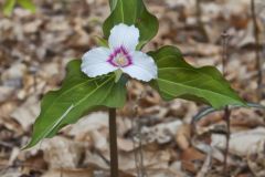 Showy Trillium, Trillium undulatum