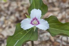 Showy Trillium, Trillium undulatum