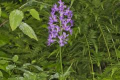 Shriver’s Purple Fringed Orchid, Platanthera shriveri