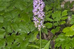 Shriver’s Purple Fringed Orchid, Platanthera shriveri