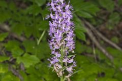 Shriver’s Purple Fringed Orchid, Platanthera shriveri