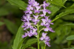 Shriver’s Purple Fringed Orchid, Platanthera shriveri