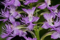 Shriver’s Purple Fringed Orchid, Platanthera shriveri