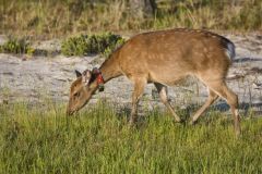 Sika Deer, Cervus nippon