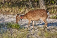 Sika Deer, Cervus nippon