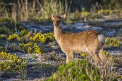 Sika Deer, Cervus nippon