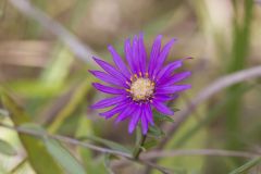 Silky Aster, Symphyotrichum sericeum