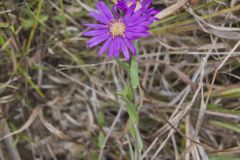 Silky Aster, Symphyotrichum sericeum