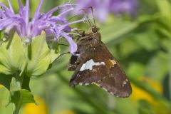 Silver-spotted Skipper, Epargyreus clarus