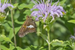 Silver-spotted Skipper, Epargyreus clarus