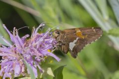 Silver-spotted Skipper, Epargyreus clarus