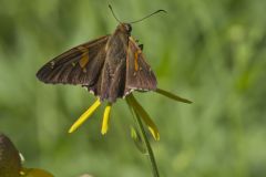 Silver-spotted Skipper, Epargyreus clarus