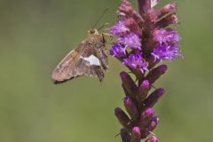 Silver-spotted Skipper, Epargyreus clarus