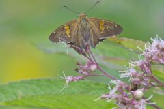 Silver-spotted Skipper, Epargyreus clarus