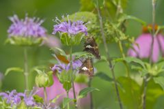 Silver-spotted Skipper, Epargyreus clarus