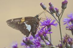 Silver-spotted Skipper, Epargyreus clarus