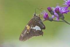 Silver-spotted Skipper, Epargyreus clarus