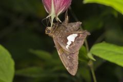 Silver-spotted Skipper, Epargyreus clarus