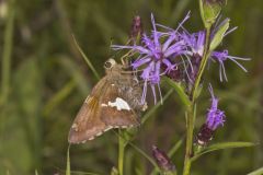 Silver-spotted Skipper, Epargyreus clarus