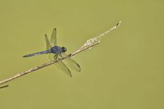 Slaty Skimmer, Libellula incesta