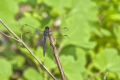 Slaty Skimmer, Libellula incesta