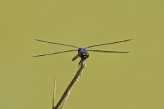 Slaty Skimmer, Libellula incesta