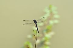 Slaty Skimmer, Libellula incesta