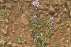 Slender Bush Clover, Lespedeza virginica