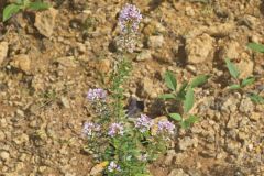 Slender Bush Clover, Lespedeza virginica