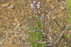 Slender Bush Clover, Lespedeza virginica