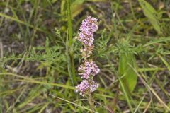 Slender Bush Clover, Lespedeza virginica