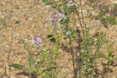 Slender Bush Clover, Lespedeza virginica