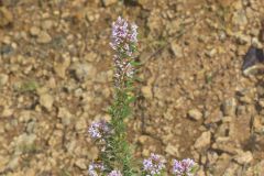 Slender Bush Clover, Lespedeza virginica