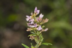 Slender Bush Clover, Lespedeza virginica