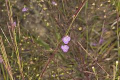 Slenderleaf False Foxglove, Agalinis tenuifolia