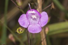 Slenderleaf False Foxglove, Agalinis tenuifolia