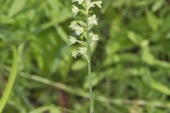 Small Green Wood Orchid, Platanthera clavellata
