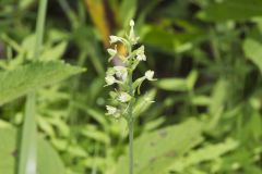 Small Green Wood Orchid, Platanthera clavellata