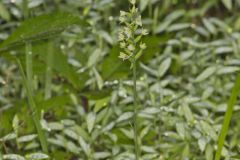 Small Green Wood Orchid, Platanthera clavellata