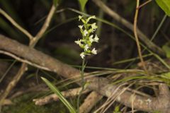 Small Green Wood Orchid, Platanthera clavellata