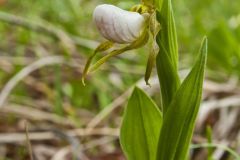 Small White Lady's-slipper, Cypripedium candidum