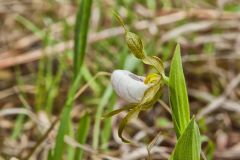 Small White Lady's-slipper, Cypripedium candidum