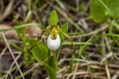 Small White Lady's-slipper, Cypripedium candidum