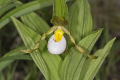 Small White Lady's-slipper, Cypripedium candidum