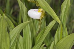 Small White Lady's-slipper, Cypripedium candidum