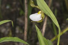 Small White Lady's-slipper, Cypripedium candidum